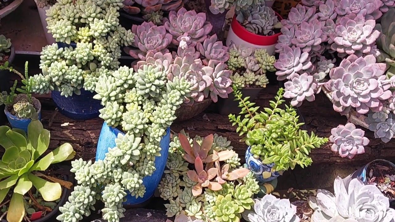 Uma coisa simples, mas é O SEGREDO para ter um jardim lindo, com suculentas e plantas lindas