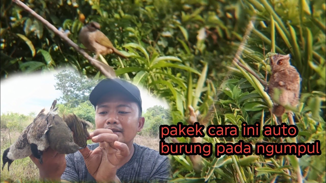 Anti gagal mikat burung pakek cara ini auto burung pada ngumpul semua 