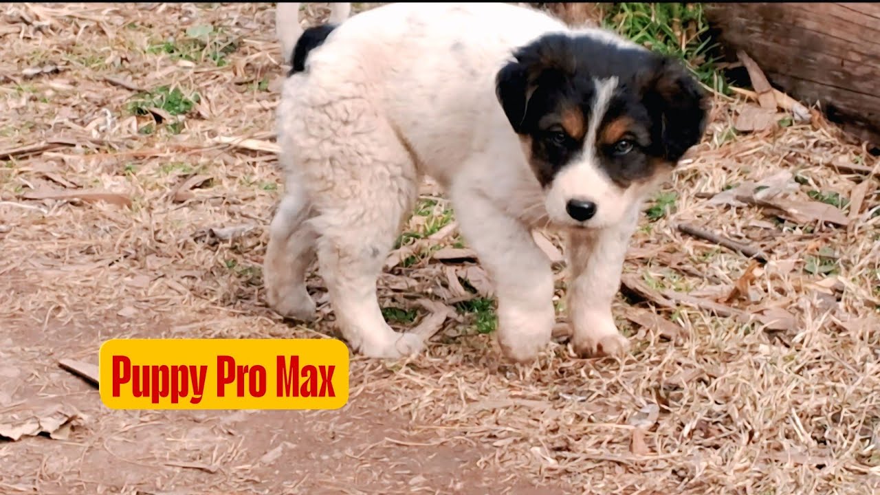 PRO MAX AA GAYA HAMARE GHAR🏡 