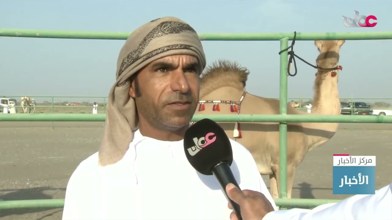 بدء فعاليات مزاينة الاتحاد العماني لسباقات الهجن بولاية المصنعة