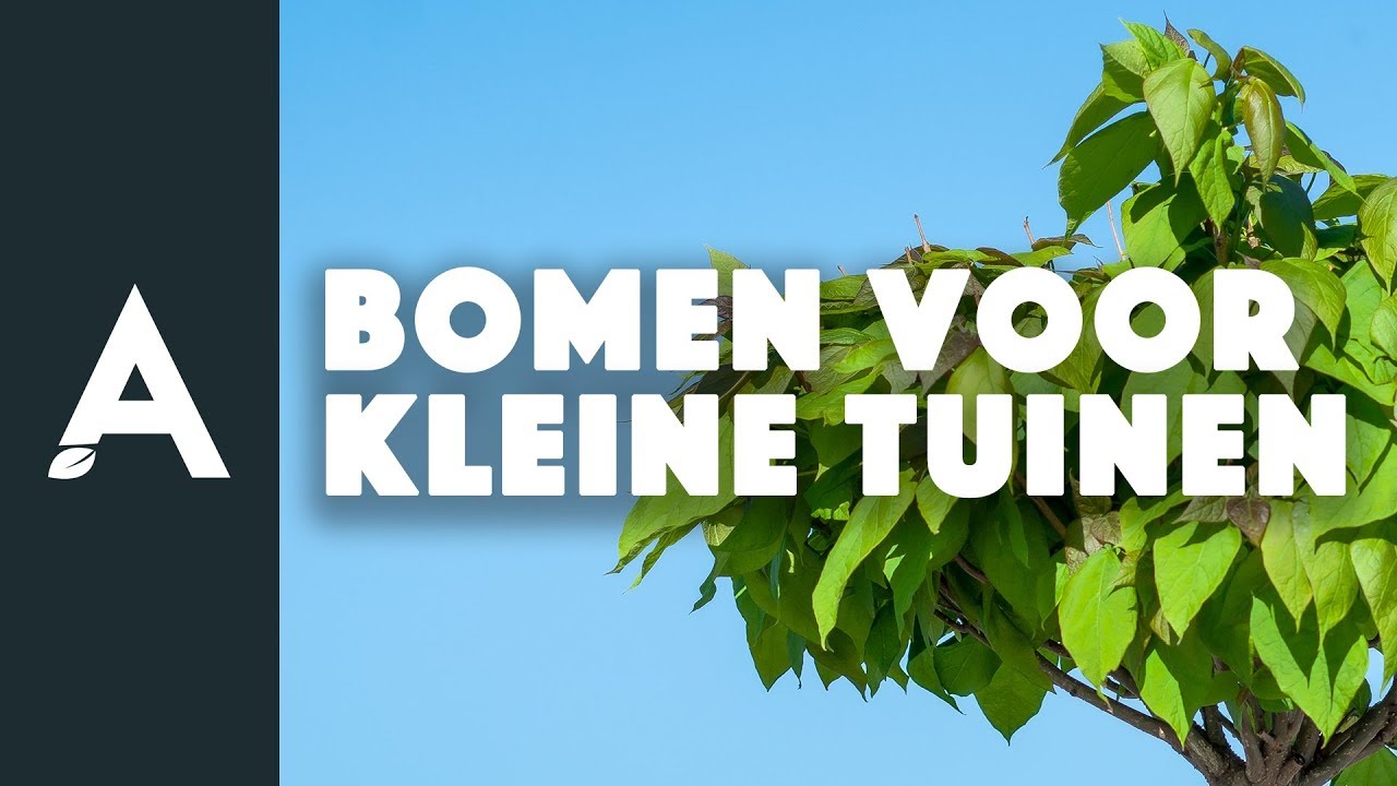 Bomen voor kleine tuinen: deze wil je hebben! I Een groener thuis! #20 I Angelo Dorny