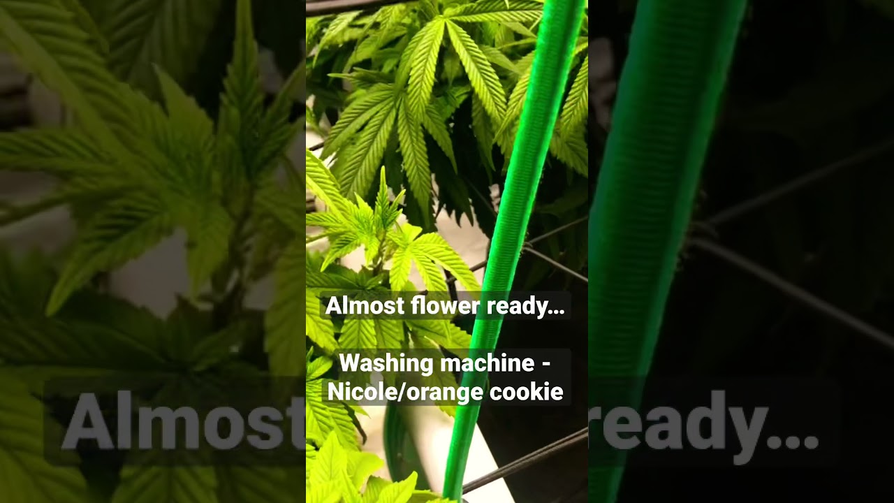Almost Flower-Ready! 1 x Nicole/orange cookies and 2 x Critical Purple Kush