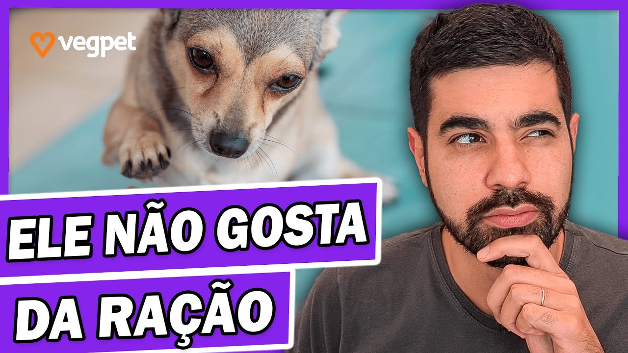 Cachorro Não Quer Comer Ração Seca | Aprenda Resolver