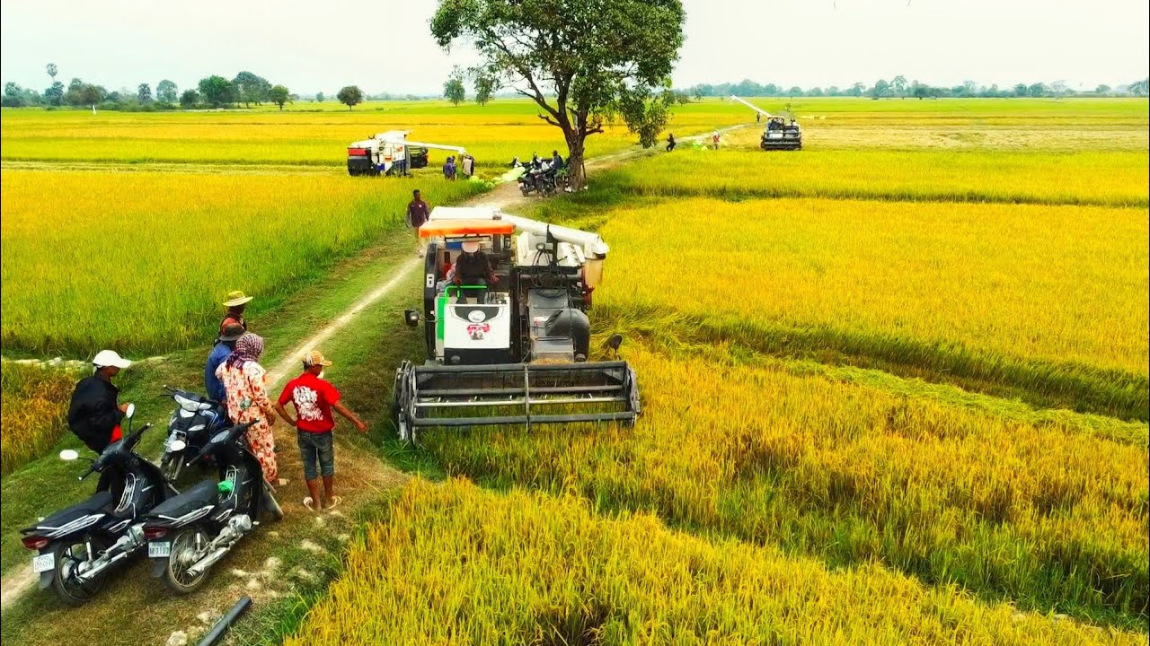 Expert Team Operating KUBOTA DC105X Combine Harvester  Professional Rice Harvest