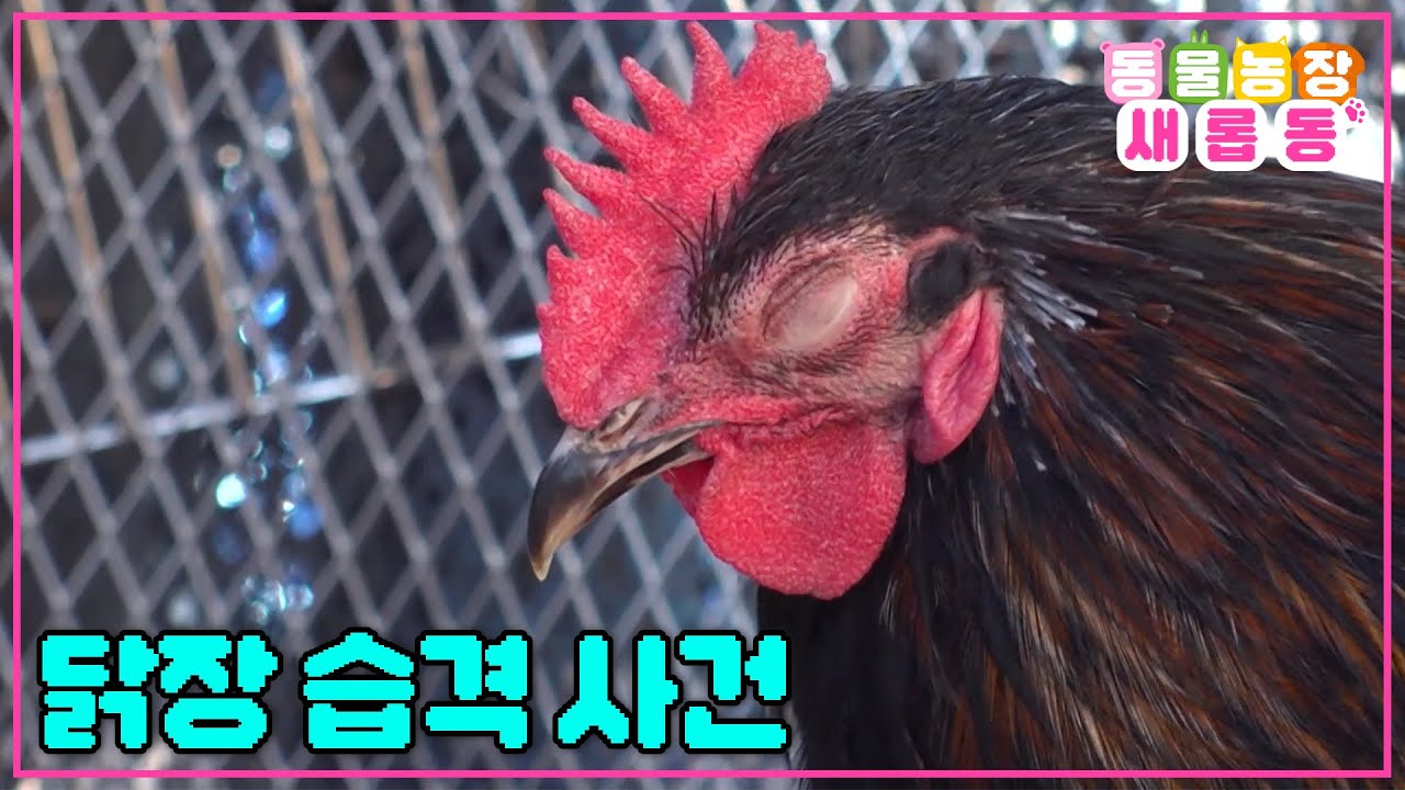 [#새롭동물농장] 영문도 모른 채 죽어 나가는 닭🐔 닭장을 습격한 범인의 정체 / EP.1176 #TV동물농장 #AnimalFarm #SBSstory