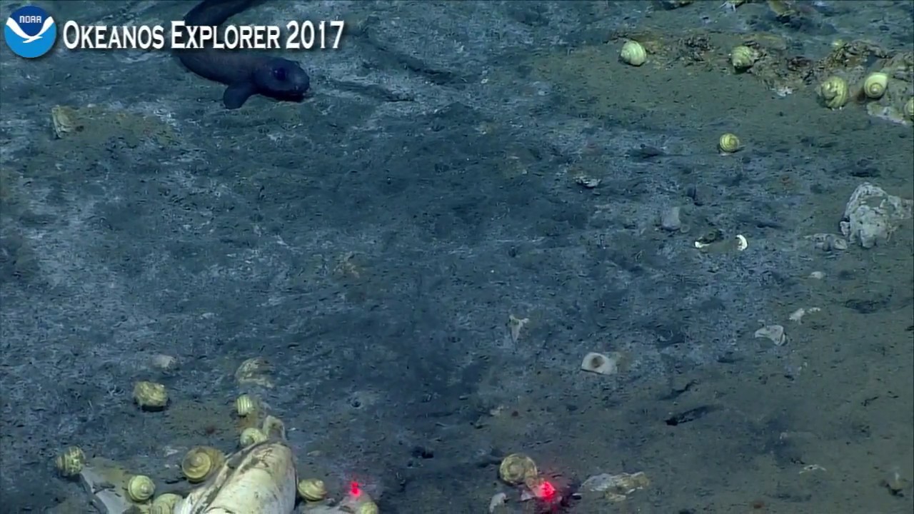 Okeanos Explorer Video Bite: What do eelpout eat?