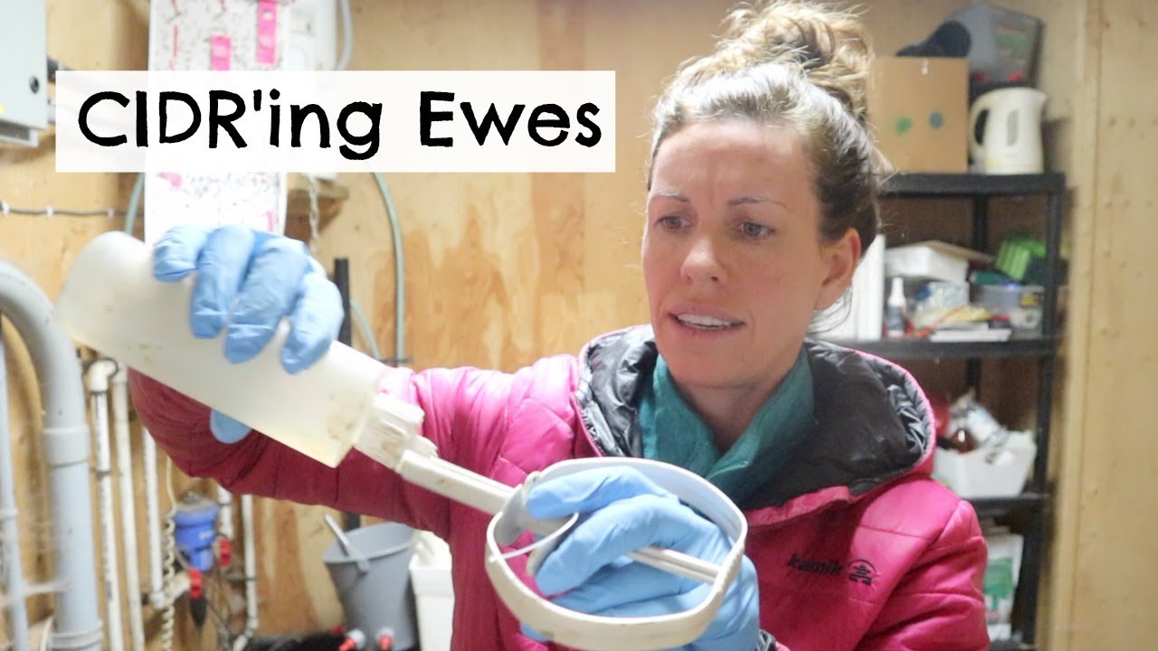 CIDR Application in Ewe Lambs  |  Vlog 52