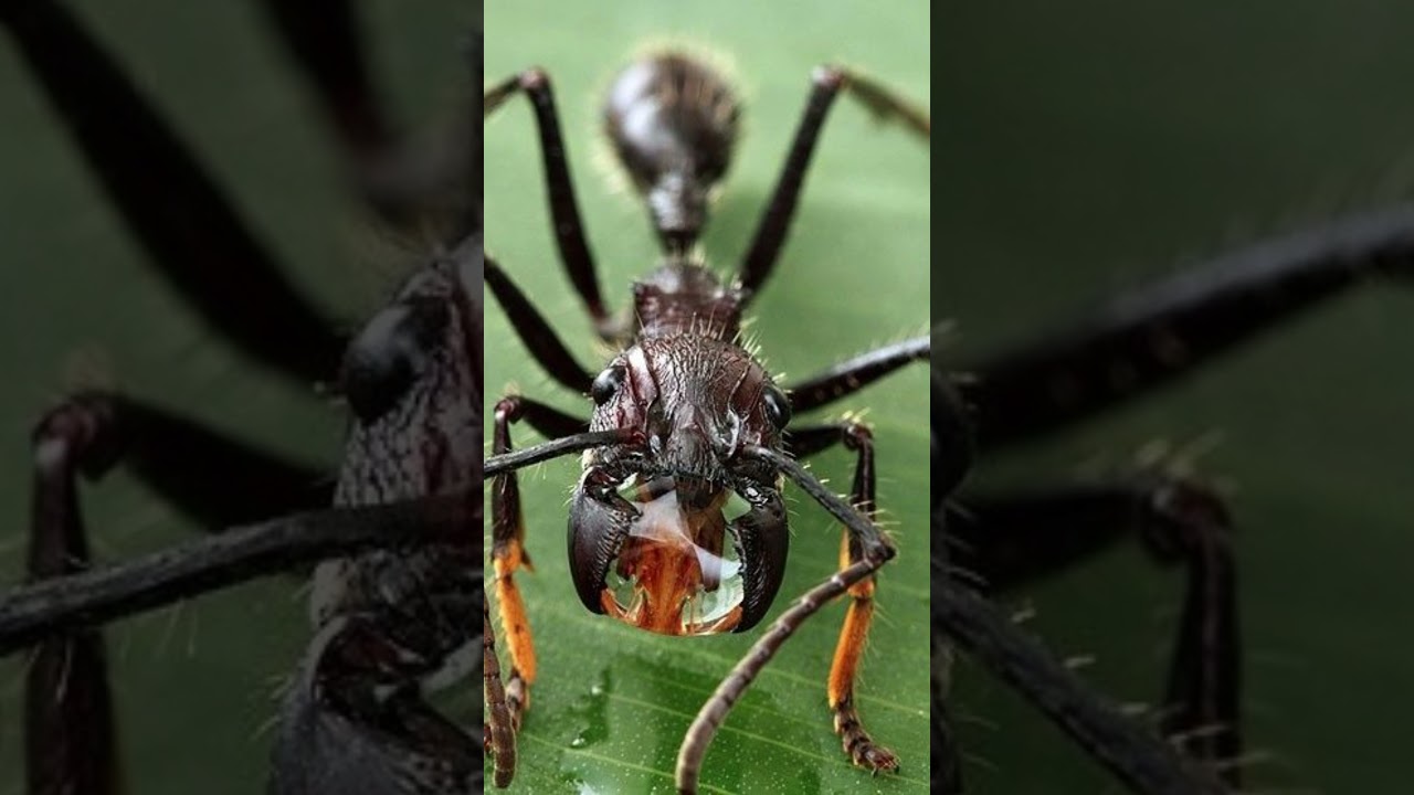 Formiga-Bala: A Picada Mais Dolorosa do Mundo - Descubra Seus Segredos! #curiosidades #fatoscuriosos