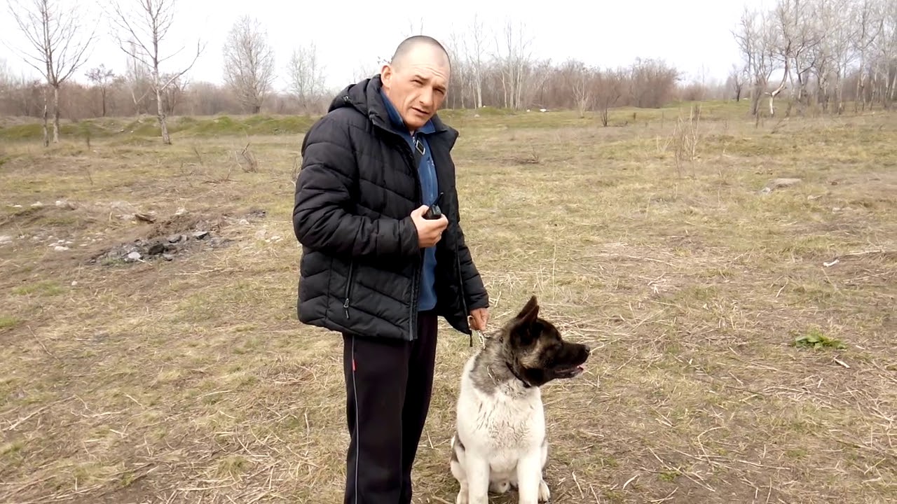 Американская Акита убегает! Электроошейник.№3