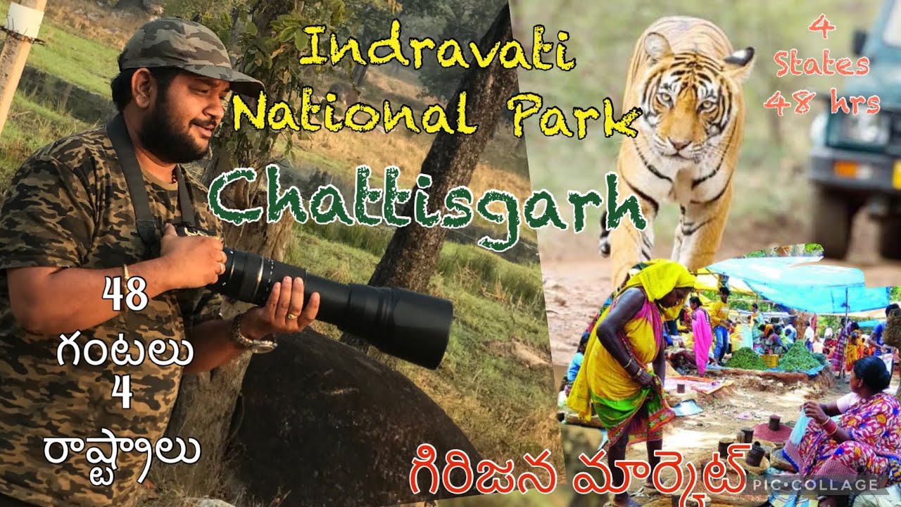 Indravati National Park | 800km | 4 States in 48 hrs #wildlife #tiger #lambasingi