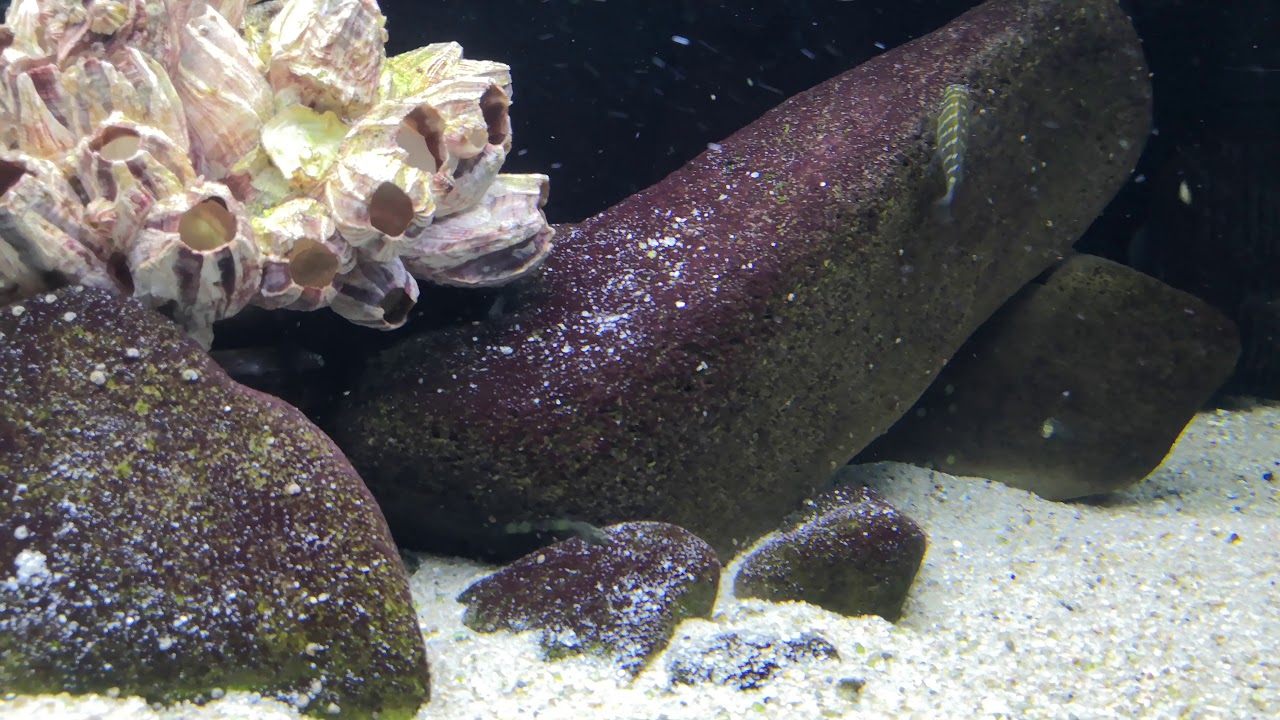 Tropheus moorii Red Rainbow Kantalamba WF
