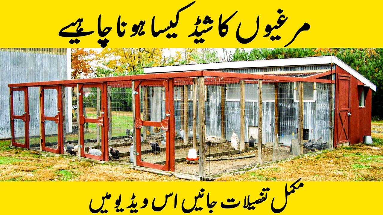 Modern Shed Design of Poultry Farming||Moveable Shed Design For Desi Hen Farming |Hamza Zahoor-HZ
