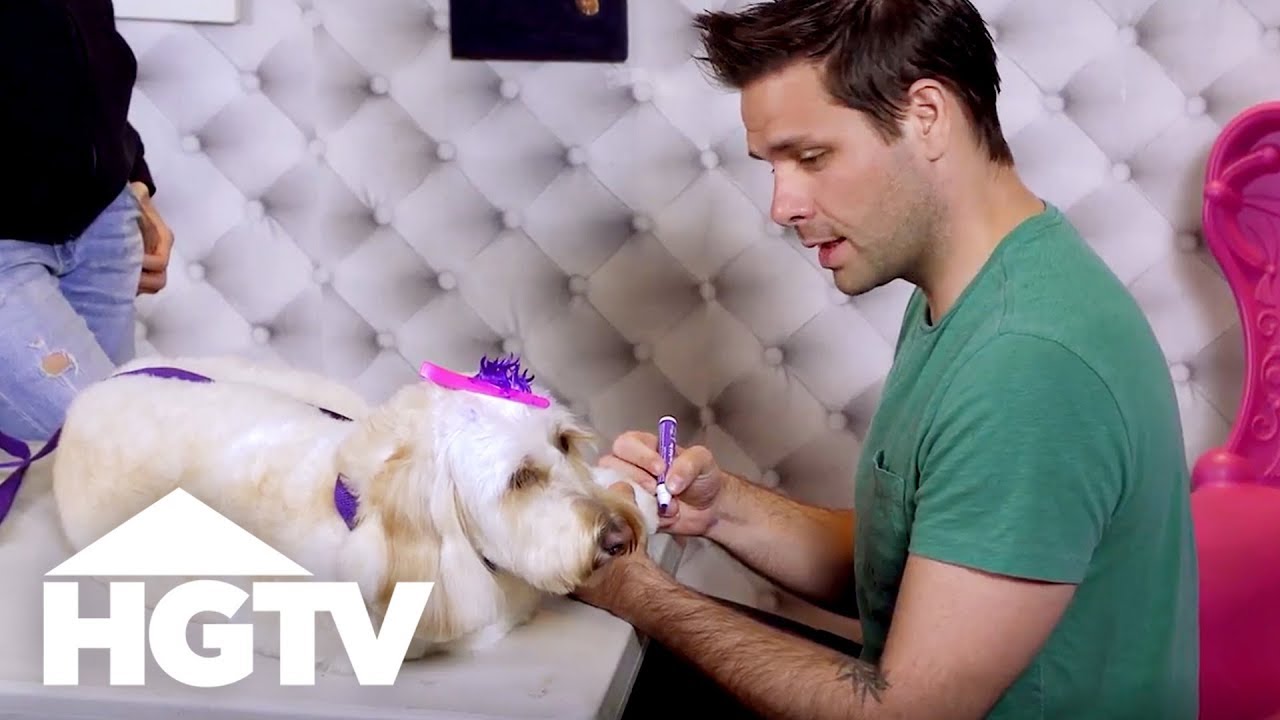 A Day at a Luxury Dog Hotel | See J Work | HGTV