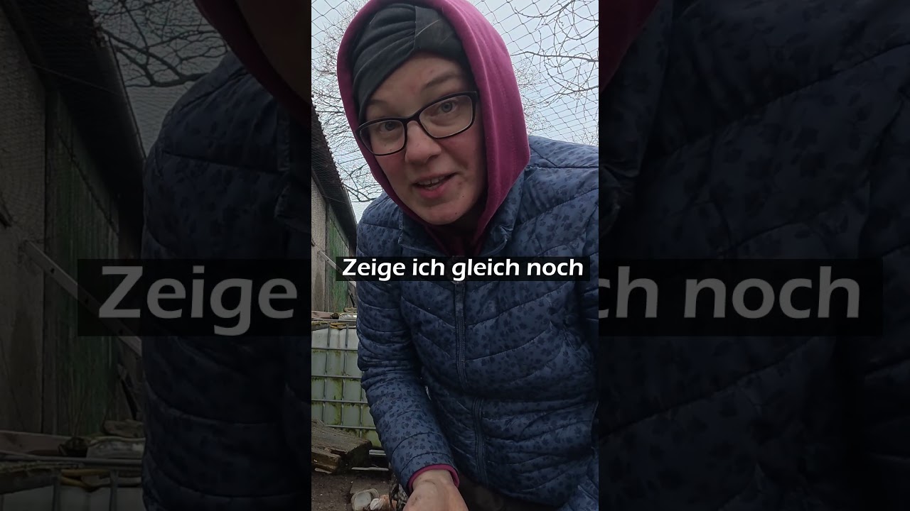 Glucken haben kahlen Bauch ? 🪶