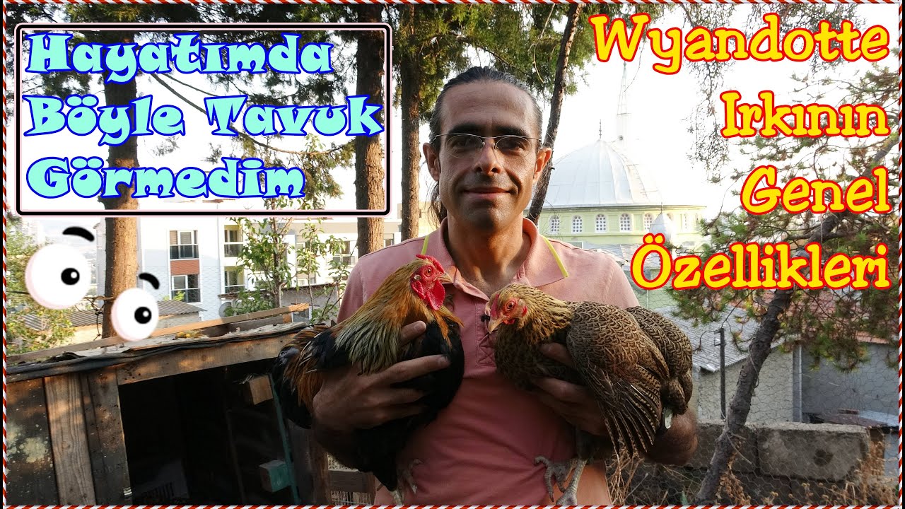Wyandotte Kümesine Daldım I Wyandotte Türü Genel Özellikleri