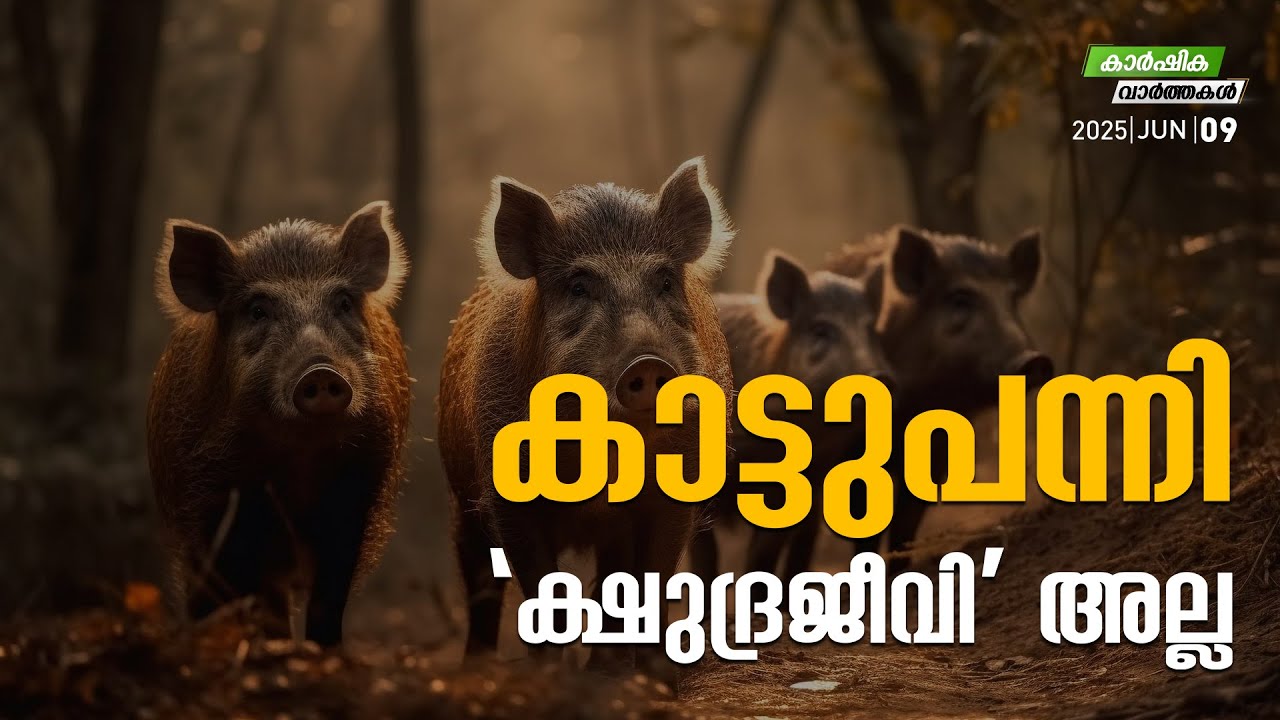 കാട്ടുപന്നി 'ക്ഷുദ്രജീവി' അല്ല | Agriculture News | MyFin TV Business Malayalam