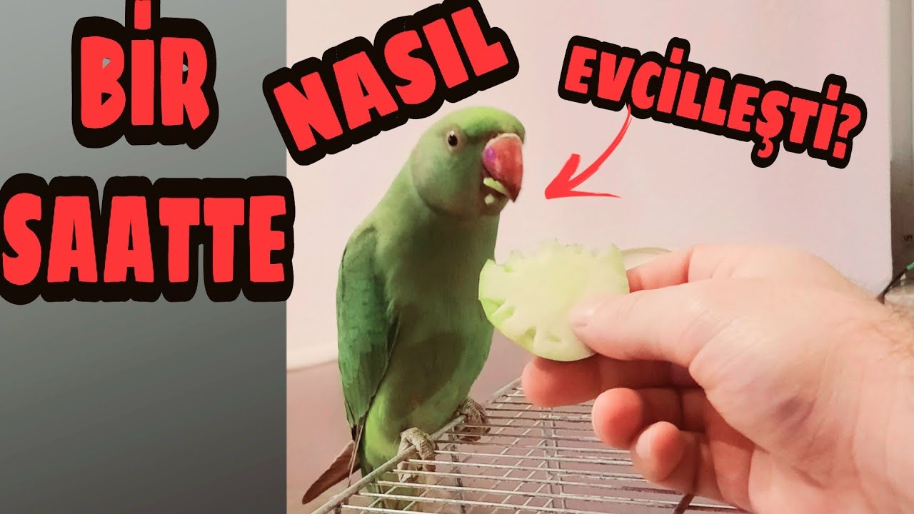 YABANİ PAKİSTAN PAPAĞANINI 1 SAATTE NASIL EVCİLLEŞTİRDİM?