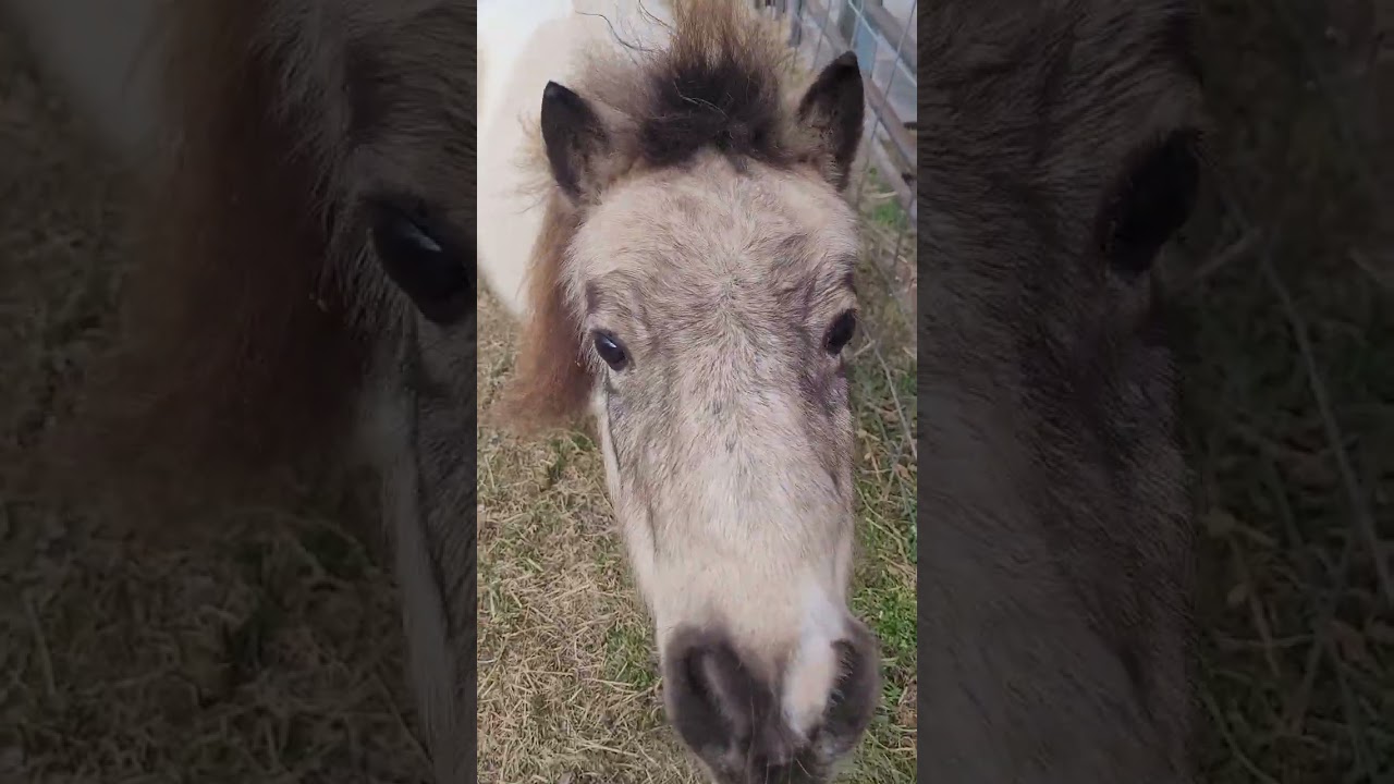 12/23/25 Saying hi to Smudge and the other Littles