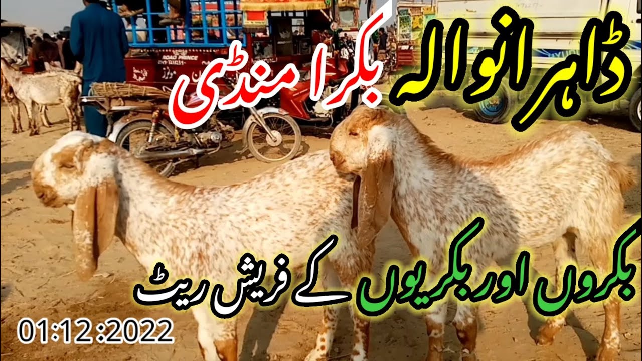 Dahranwala bakra mandi fresh rates 01:12:2022