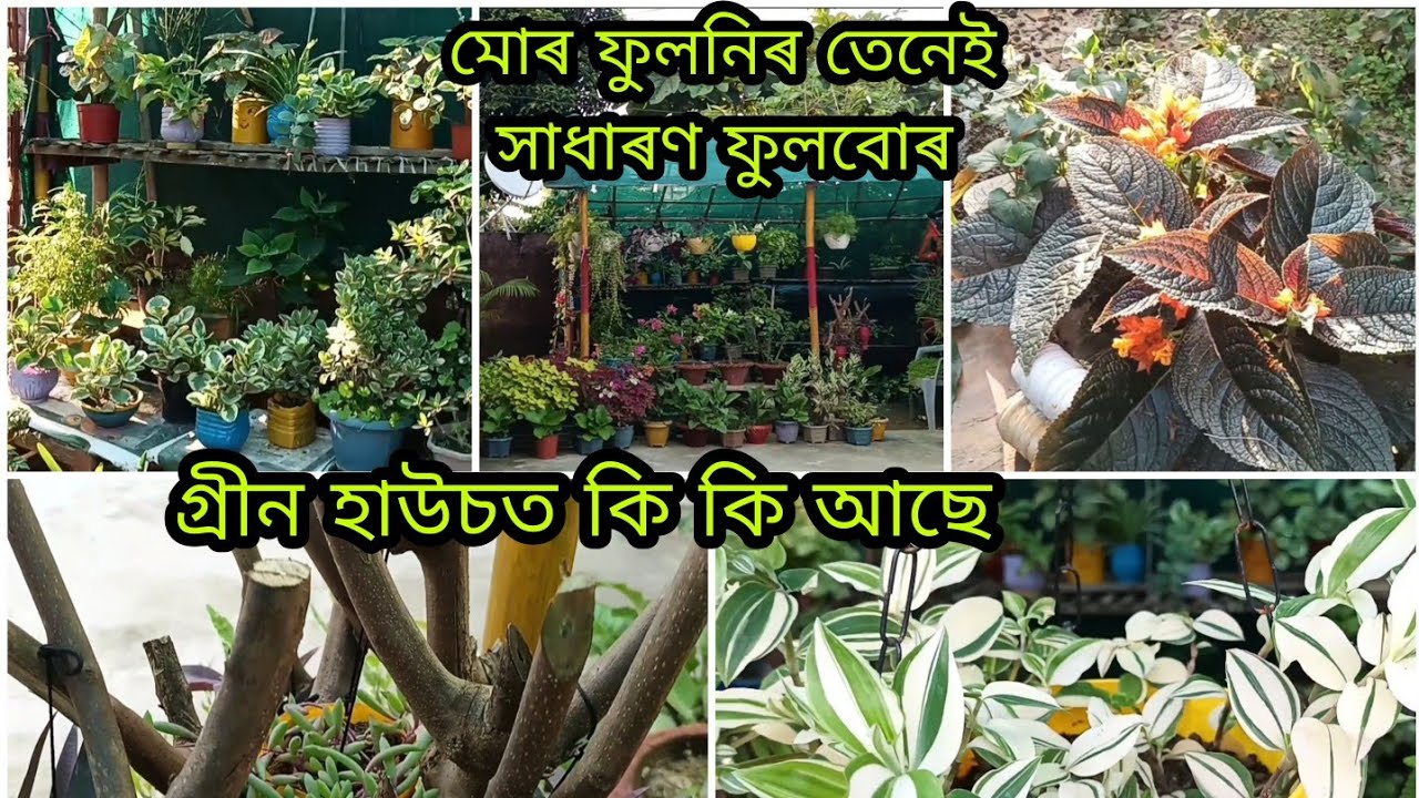 মোৰ ফুলনিৰ তেনেই সাধাৰণ ফুলবোৰ Garden Overview (2)