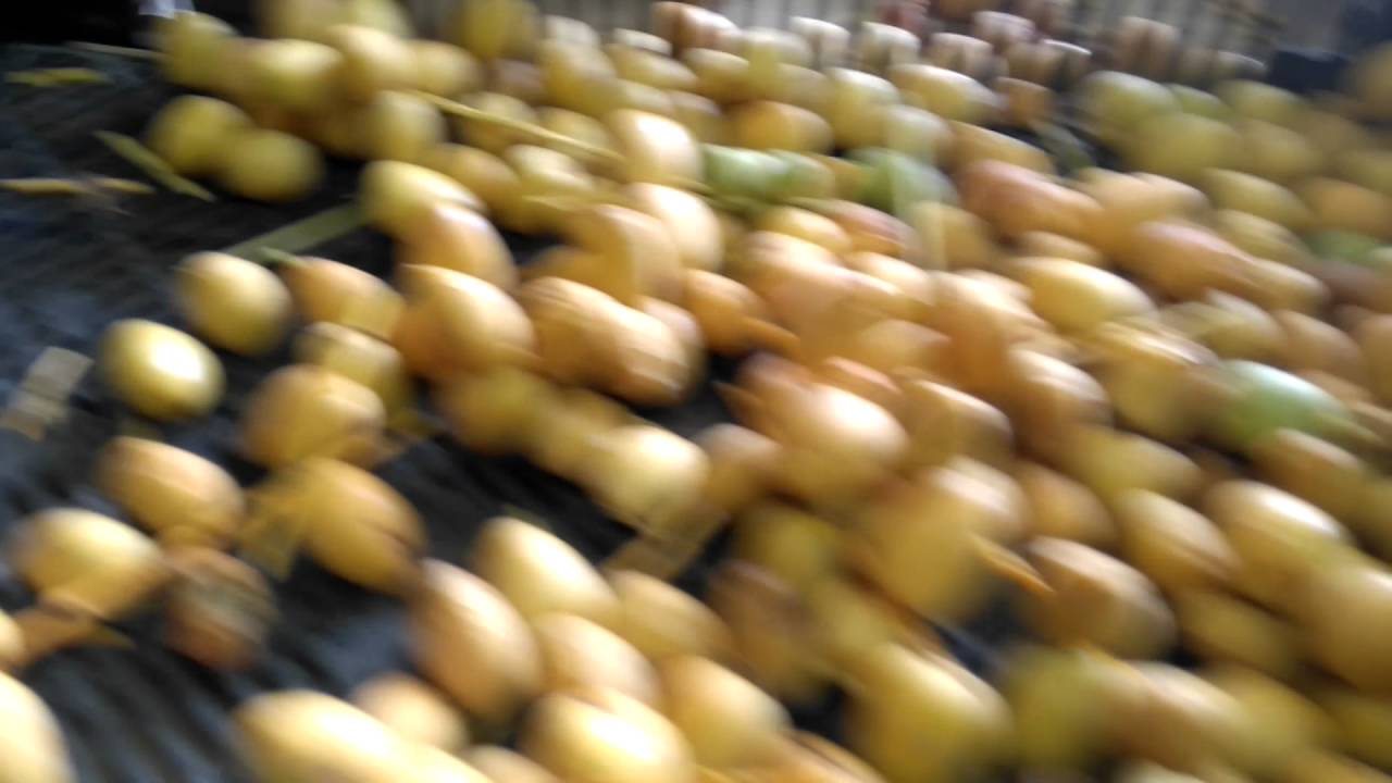 Packing Dates in Israel