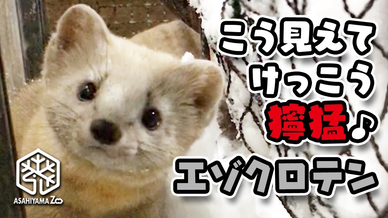 【旭山動物園】こう見えてけっこう獰猛♪エゾクロテン Sable (Martes zibellina) looking ferocious!