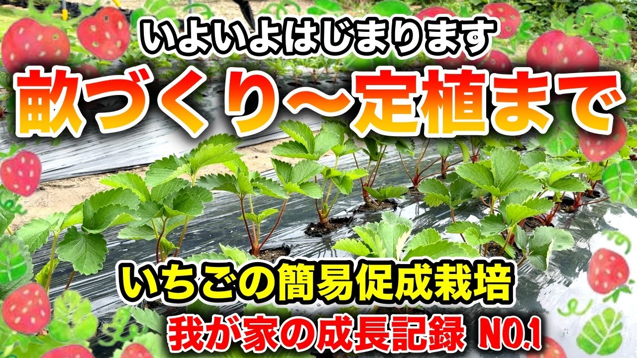第1回【イチゴの定植】2025年今年も始まります。〜イチゴの簡易促成栽培、我が家の成長記録動画シリーズ〜