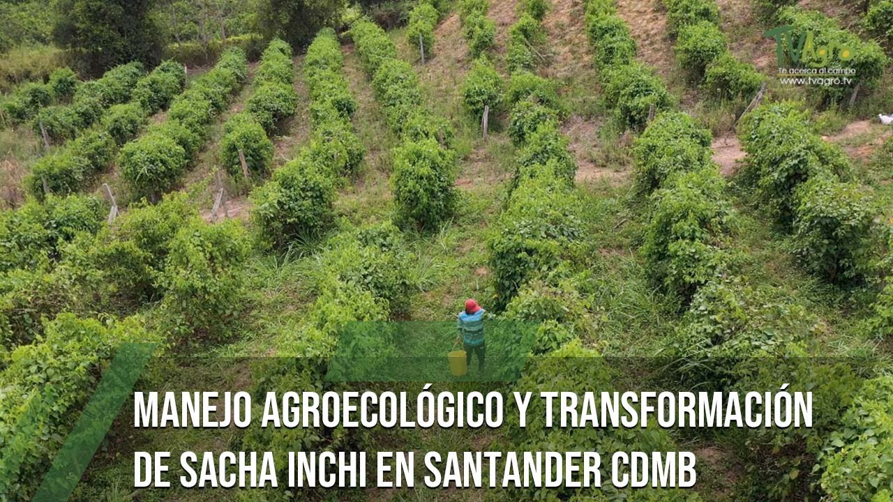 Manejo agroecológico y transformación de Sacha Inchi - TvAgro por Juan Gonzalo Angel Restrepo