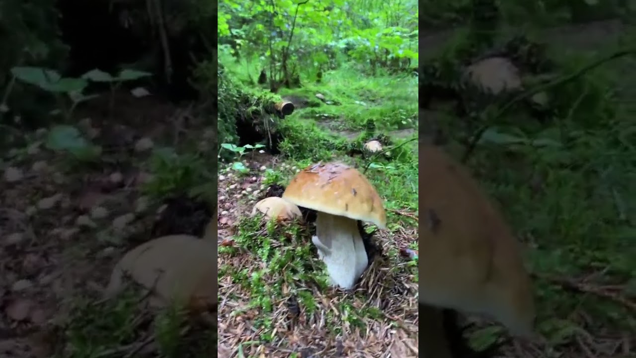 🌲⛰️🍄‍🟫🌲🍄‍🟫⛰️❤️#mushroom #грибочки #fungi #grzyby #pilze #porcini #2026 #funghi #boletus 