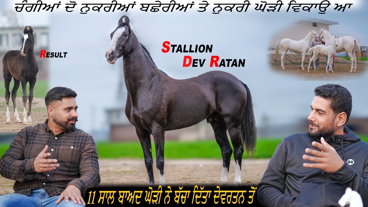 Stallion DevRatan 11 ਸਾਲ ਬਾਅਦ ਘੋੜੀ ਨੇ ਬੱਚਾ ਦਿੱਤਾ ਦੇਵਰਤਨ ਤੋਂ | ਨੁਕਰੀਆਂ ਬਛੇਰੀਆਂ ਤੇ ਨੁਕਰੀ ਘੋੜੀ ਵਿਕਾਉ ਆ