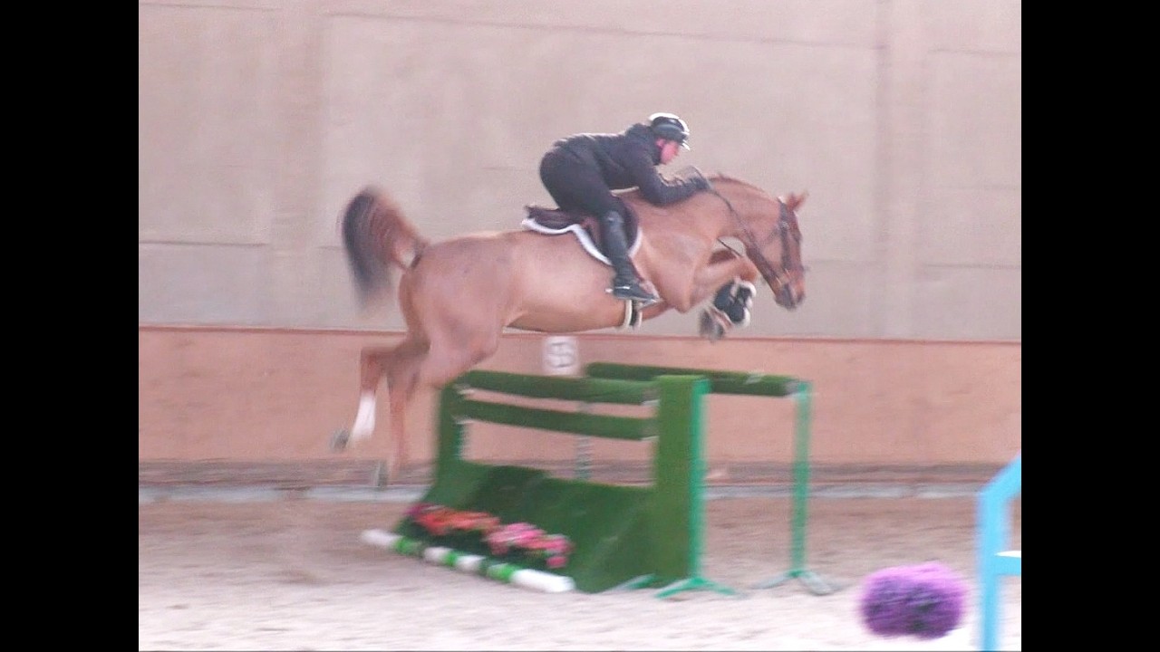 *2019 gelding, Cantos - Treasure Z