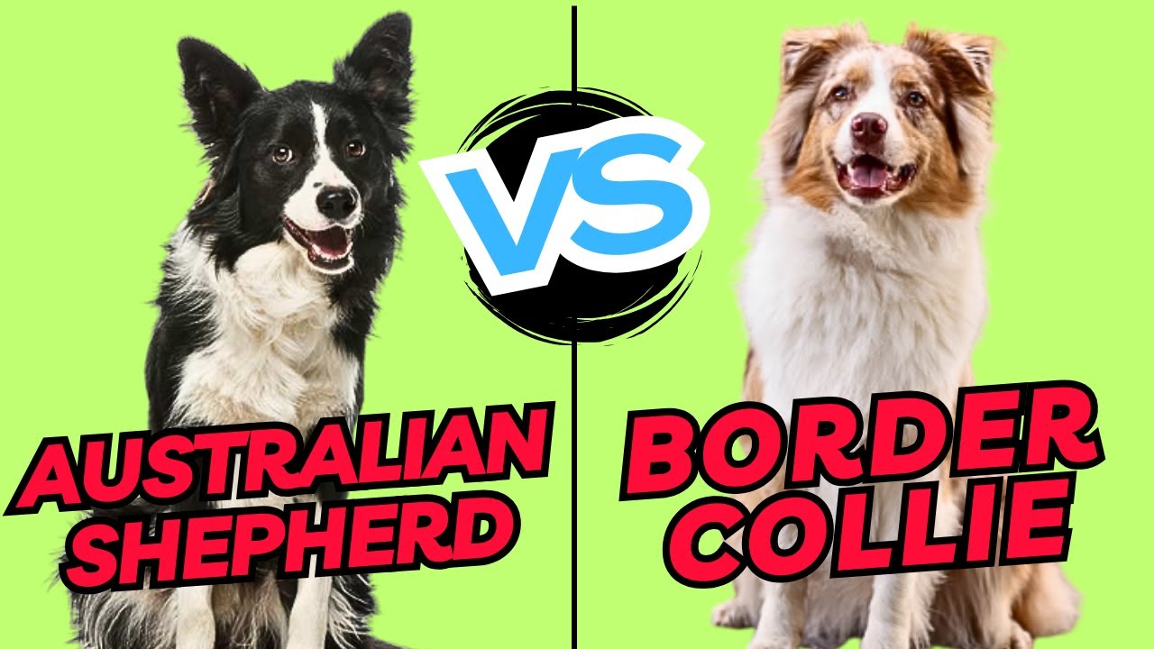 Herding Dog Dual: Border Collie vs Australian Shepherd Face-off!