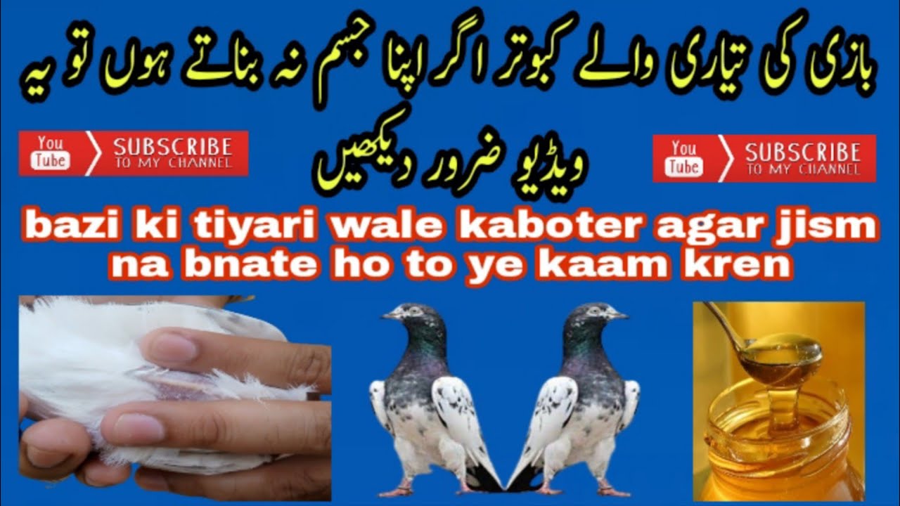 Bazi ki tiyari wala kabuter apna jism na bnata ho to......