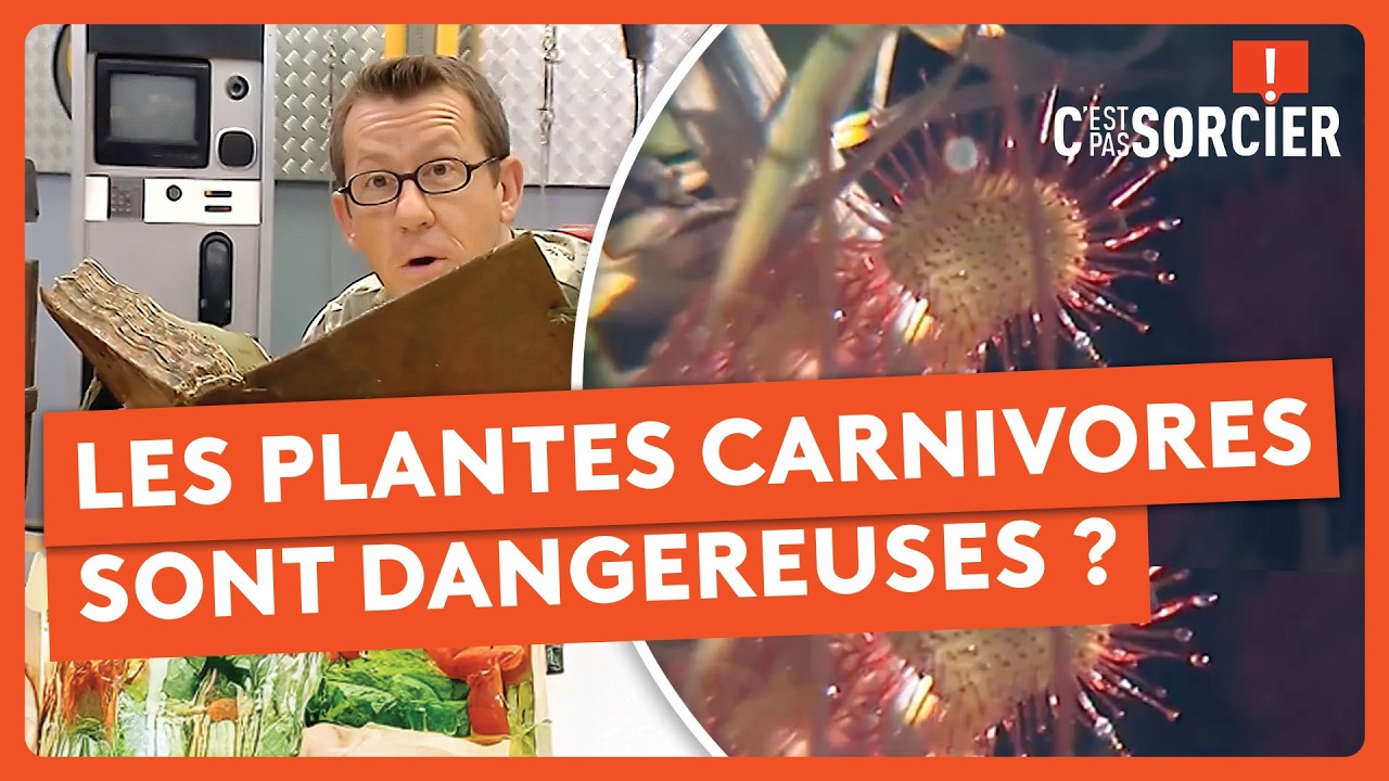 Les plantes carnivores sont dangereuses ? - C'est pas sorcier
