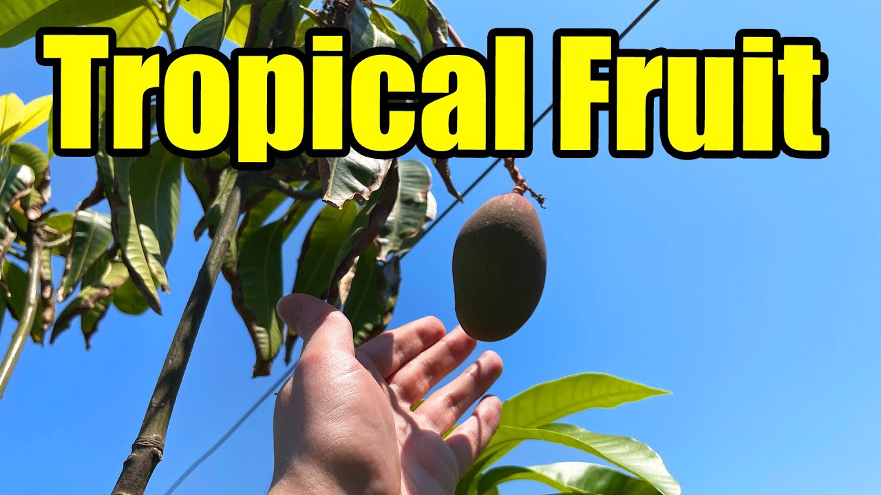Tropical Fruit Tree Tour At Two Spanish Garden Centres