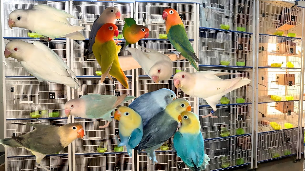 Haseeb Rao Colorful Lovebirds Mutation Breeding Setup