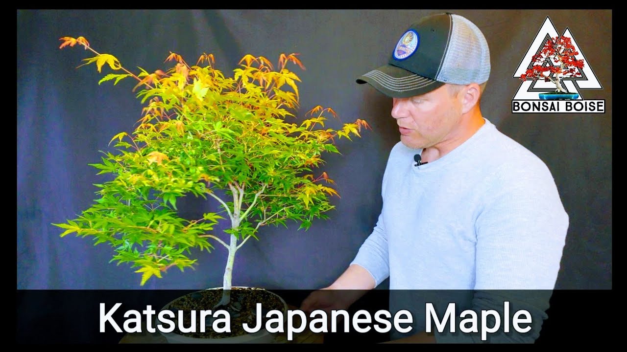 Katsura Japanese Maple Bonsai -  (light trim & repot)