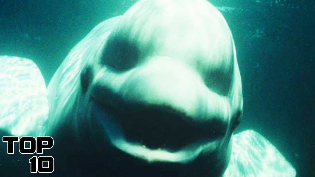 Top 10 Creepy Unsolved Mysteries - Part 4