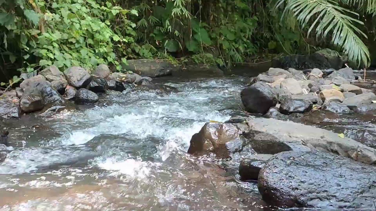Relaxing River Sound for Study & Focus -  Forest Stream Ambience
