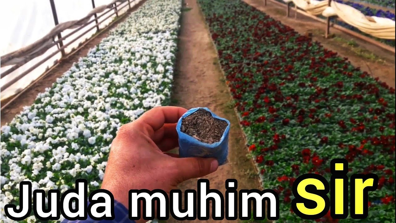 Гул етиштиришда жуда мухим сир. ЭНГ АСОСИЙ КАДАМ. Gulchilarni eng asosiy siri. Artifex Agrochem.