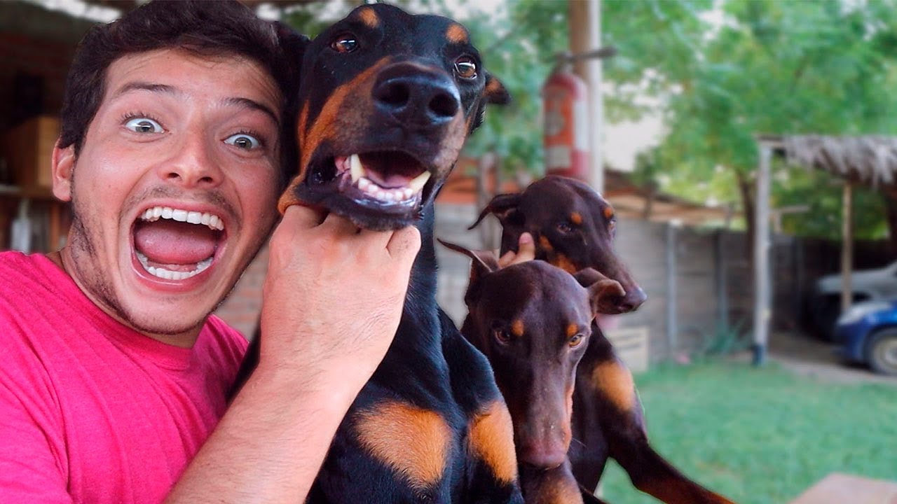 Mis PERROS están dispuestos a LIQUIDAR