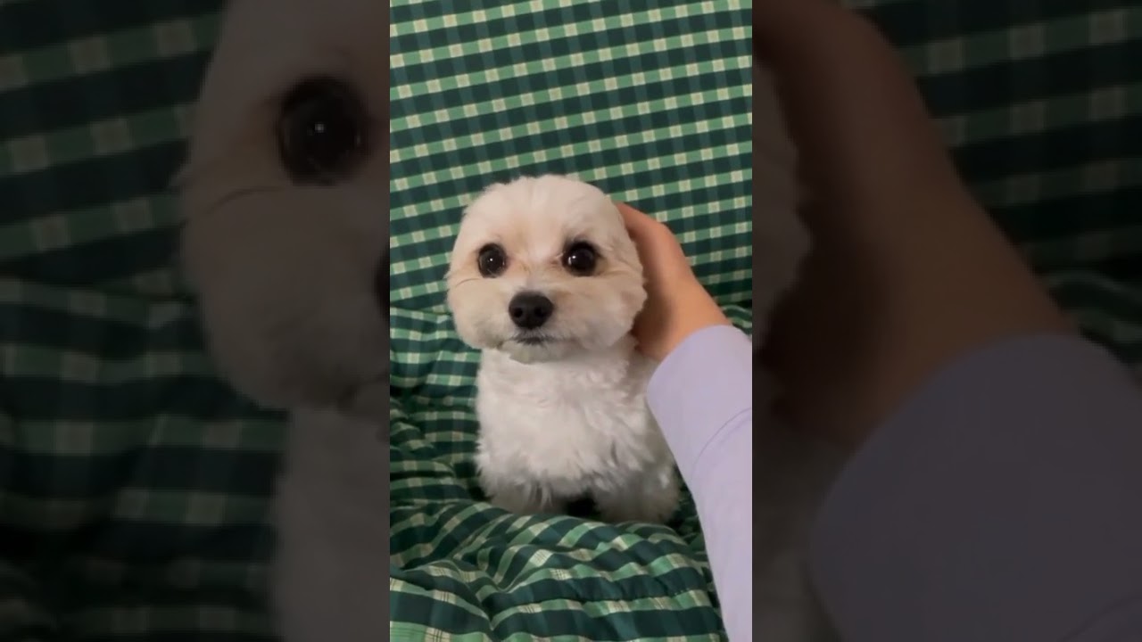 BRUH🐶💖 #funny #reels #k&ouml;pek #dog #komikhayvanvideoları #animals #funnyanimals #enkomikvideo