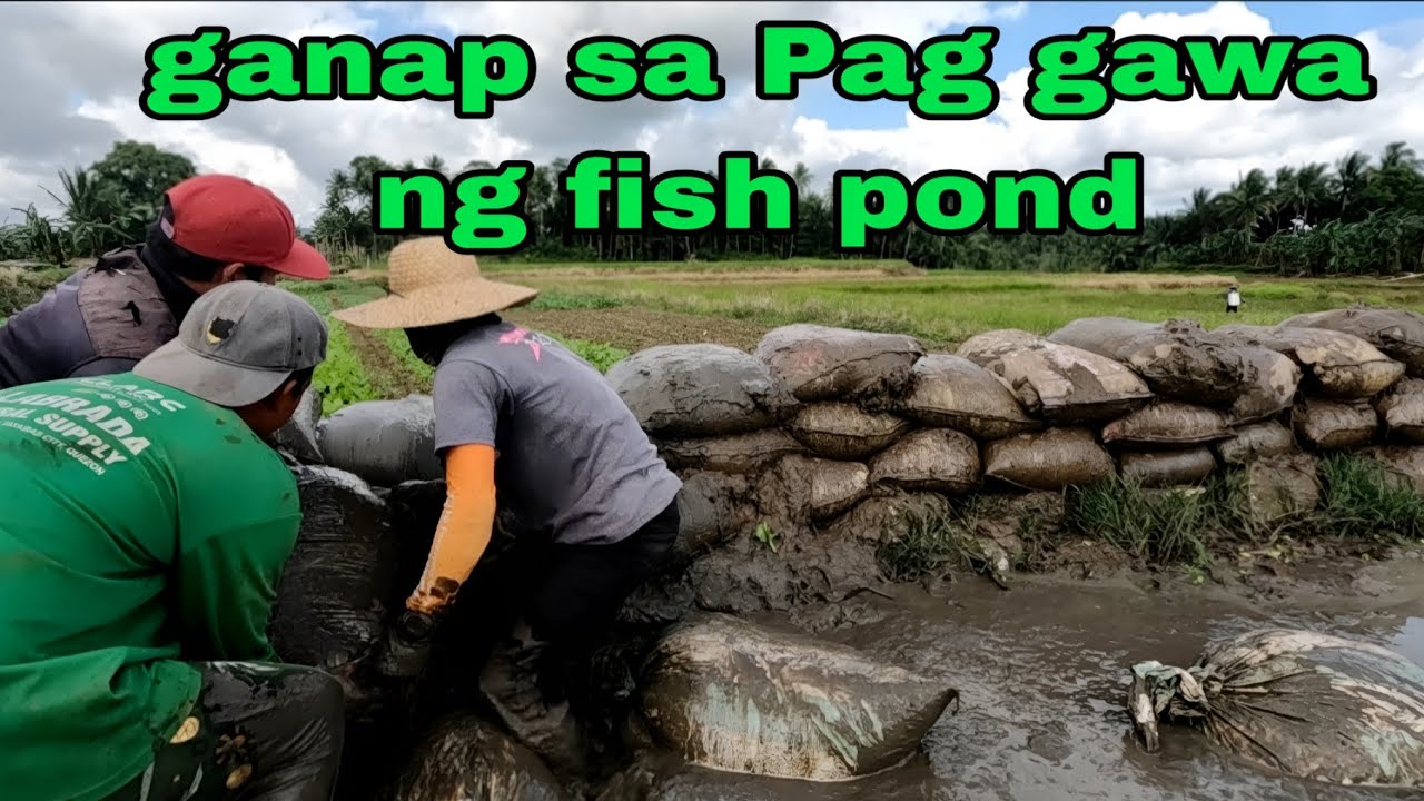 Fish pond update