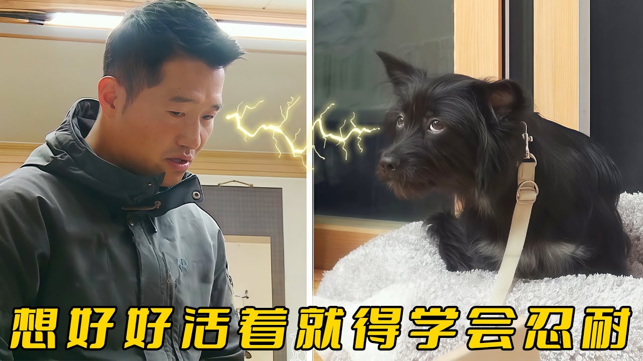 狗叫聲24h不停，鄰居被吵得天天投訴，無奈主人只能請訓犬師上門