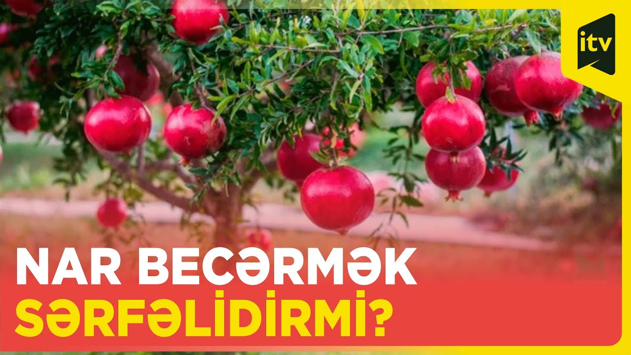 Göyçayda nar neçəyə satılır?