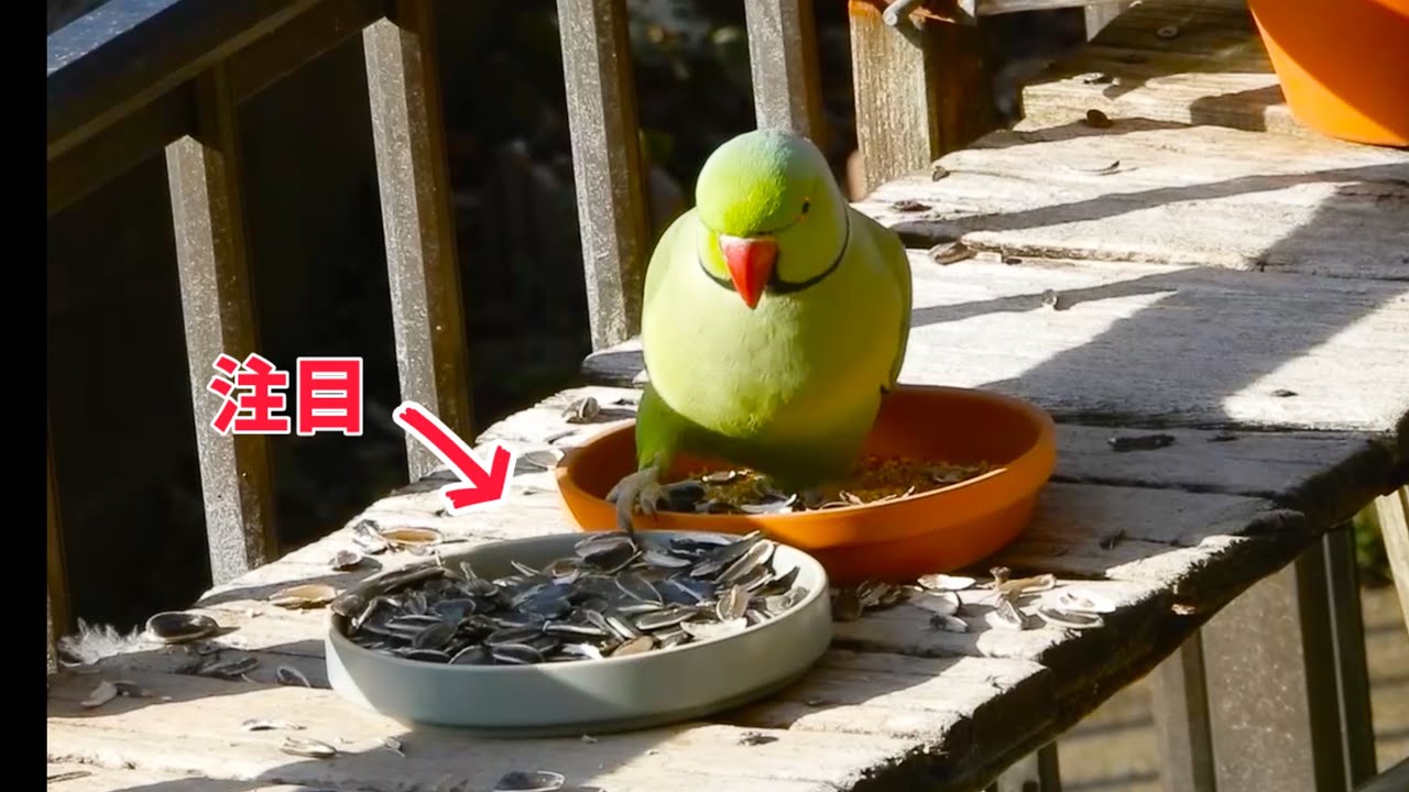 庭に来るインコが見せたヒマワリを使った特技に一同拍手喝采！