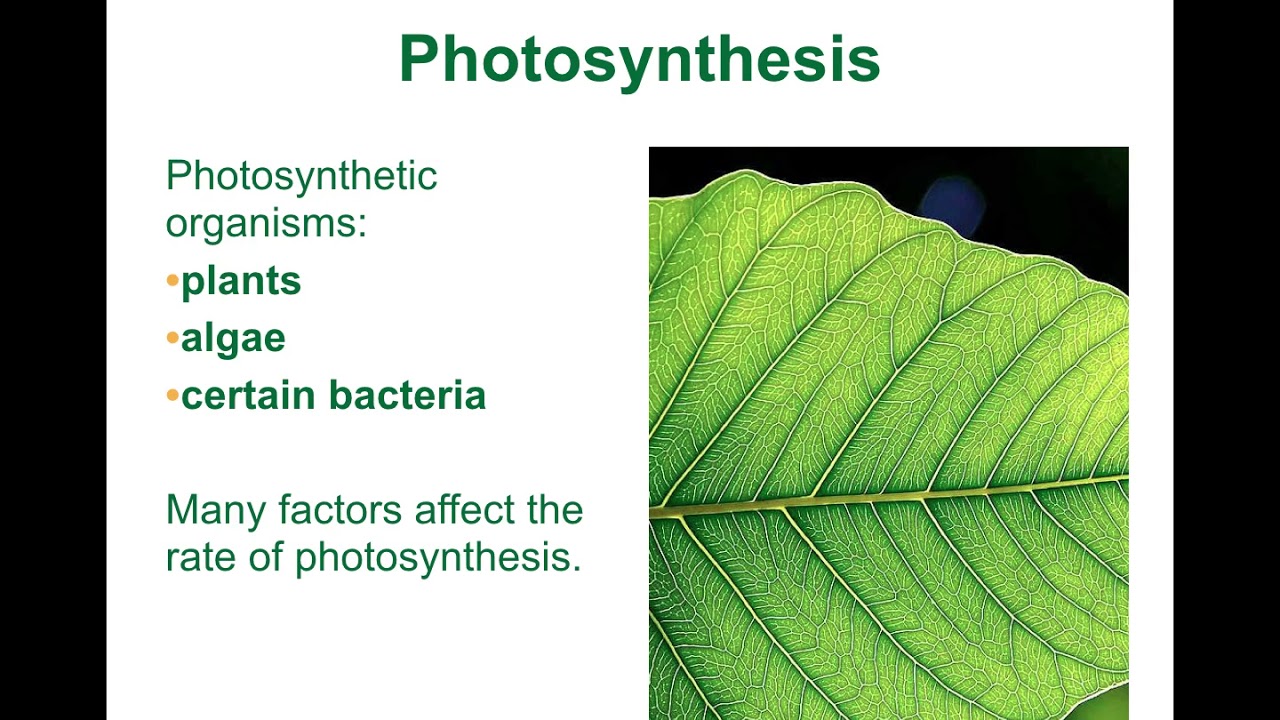 BIO 181 - Photosynthesis