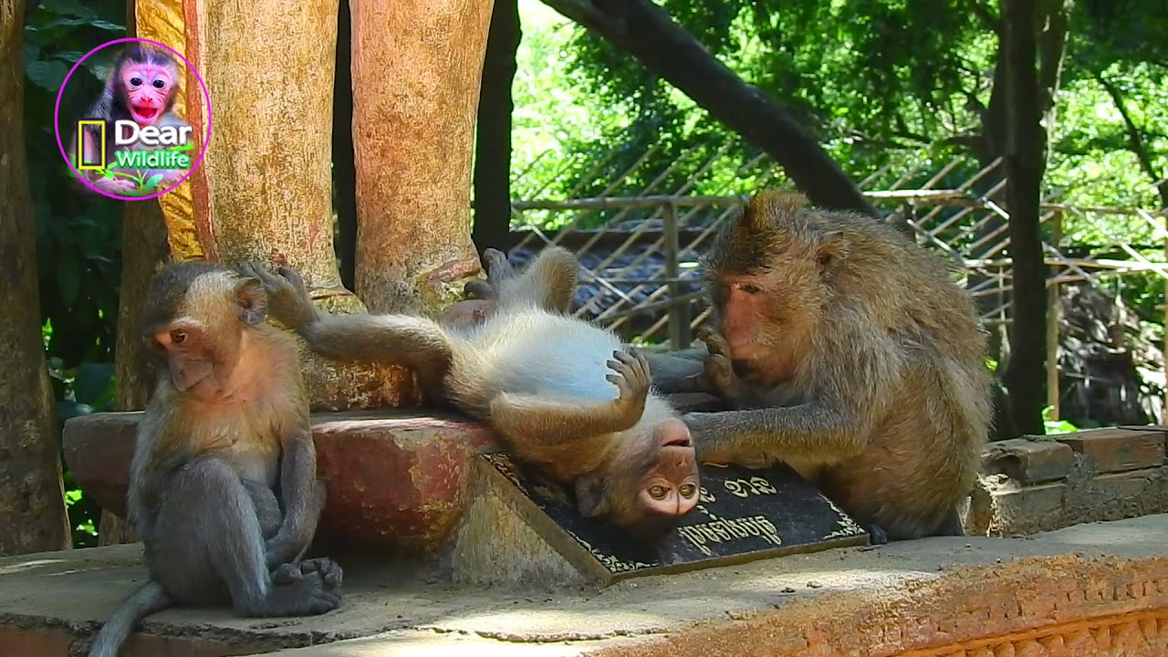 Super weanling spoil baby Dona tantrum crying loudly to insist milk from mom Dorish while tired