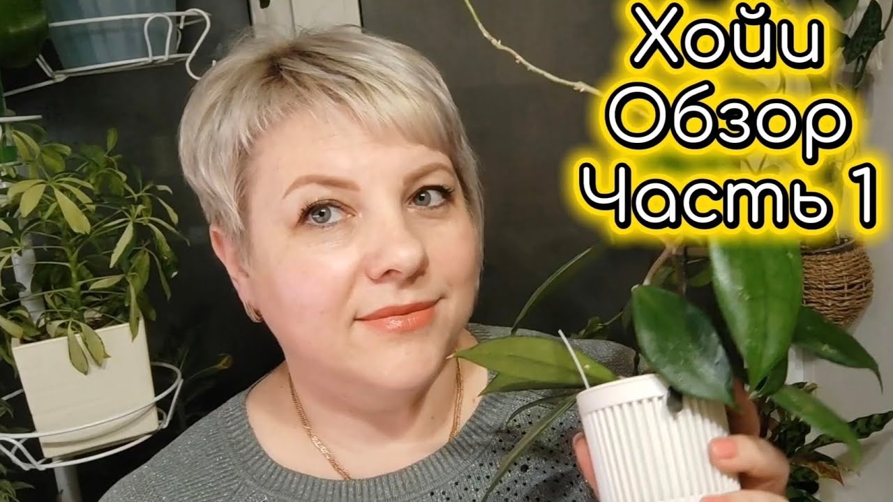 Все мои хойи | Обзор | Часть 1