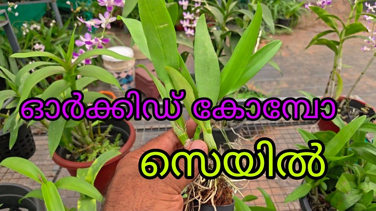 Dendrobium Orchid Combo Offer 🌸 Strong Seedlings Sale|Rc garden|9846090759|